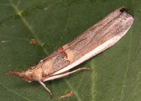 Etiella zinckenella.jpg