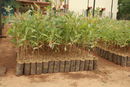 Eucalyptus seedlings 01.jpg