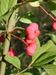 Euonymus-europaea Biel-2 BIB.jpg