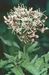 Eupatorium cannabinum 4-169-1-1a-1.jpg