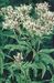 Eupatorium cannabinum 4-169-1-1a-3.jpg