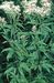 Eupatorium cannabinum 4-169-1-1a-4.jpg