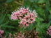 Eupatorium cannabinum JuliaKruse 1.jpg