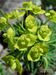 Euphorbia-cyparissias Biel-2 BIB.jpg