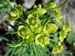 Euphorbia-cyparissias Biel-4 BIB.jpg