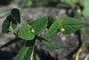 Euphorbia dulcis, Cyathien und Hochblätter