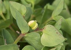 Frucht – Rasbak, CC BY-SA 3.0