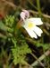 Euphrasia-officinalis-rostkoviana Biel-3 BIB.jpg