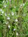 Euphrasia-officinalis-rostkoviana Gigglberger BIB.jpg