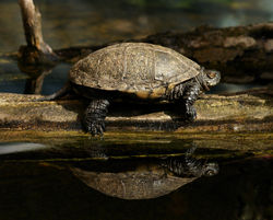 Europäische Sumpfschildkröte: Alttier (adult) - Böhringer Friedrich, CC BY-SA 2.5