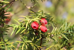 Europäische Eibe: Frucht – Philipp Guttmann, CC BY-SY 4.0
