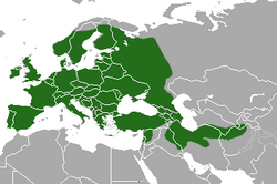 Verbreitung von Meles meles in Europa - IUCN Red List of Threatened Species, CC BY-SA 3.0