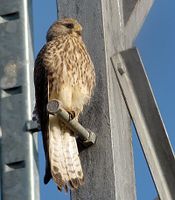 Kestrel (Falco tinnunculus)