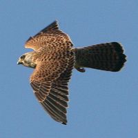 Kestrel (Falco tinnunculus)