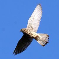 Kestrel (Falco tinnunculus)