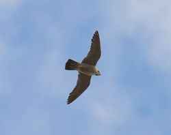 Flugsilhouette - Stefan Berndtsson, CC BY 2.0