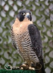 Wanderfalke: Alttier (adult) - Carl Mueller, CC BY 2.0
