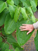 Fallopia-sachalinensis-00707.JPG