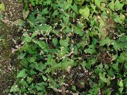 Fallopia convolvulus: Acker bei Oeverich (nahe Remagen), 23.09.2010 (Foto: Rolf Wißkirchen)