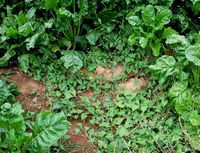 Fallopia convolvulus: Typische Wuchsform (Foto: Rolf Wißkirchen)