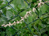 Fallopia convolvulus: Fruchtstand (Foto: Rolf Wißkirchen)