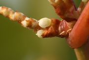 Die Knospen schieben sich aus den Tuten. (Bild: W. Wohlers, JKI)