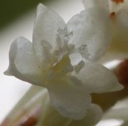 Die kleinen Blüten haben fünf Blütenblätter, die Narbe ist dreiästig. (Bild: W. Wohlers, JKI)