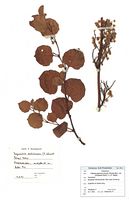Fallopia japonica var. compacta: Herbarbeleg einer funktional weibl. Pflanze (Foto: G. Hagedorn & BGBM-Berlin)