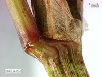 Fallopia japonica: Grubennektarium (Rolf Wißkirchen)