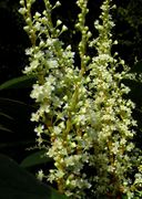 Fallopia japonica: Blüten einer funktional weibl. Pflanze (Foto: Rolf Wißkirchen)