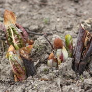 Die ersten Triebe der Rhizome im Frühjahr. (Bild: W. Wohlers , JKI)