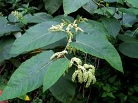 Fallopia sachalinensis: Blütenstand einer funktional weibl. Pflanze (Foto Rolf Wißkirchen)