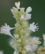 Die Blüten sind grünlich weiß und unscheinbar. (Bild: W. Wohlers , JKI)