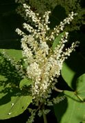 Fallopia sachalinensis: Blütenstand einer funktional männl. Pflanze in Rossbach / Wied (Foto: Klaus Adolphi)