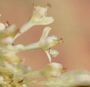 Eine Blüte von der Seite, der Samen hat begonnen, sich zu entwickeln. (Bild: W. Wohlers , JKI)