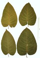 Fallopia sachalinensis: Blattvariabilität (Foto: Rolf Wißkirchen)