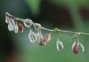 Die Samen tragen drei Fortsätze, die Flügel. (Bild: W. Wohlers , JKI)