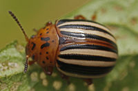 False Potato Beetle, Merrimac Farm WMA, Va.jpg