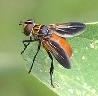 Feather-legged Fly (Trichopoda pennipes) 2.jpg