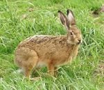 Feldhase – Lepus europaeus:  MOdmate, Gemeinfrei