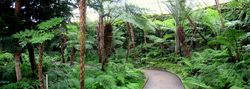 Fern room, Botanischer Garten, Berlin-Dahlem, Berlin, Germany – Daderot, PD