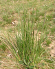 Habitus von Festuca ovina