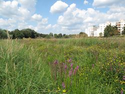 Feuchtwiese am Bullengraben in Staaken – Lienhard Schulz, CC BY-SA 3.0