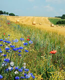 Field Hamois Belgium Luc Viatour.jpg