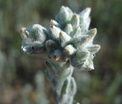 Blütenstand – Fornax, CC BY-SA 3.0