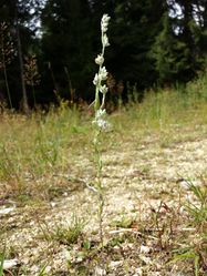 Habitus – Stefan.lefnaer, CC BY-SA 3.0