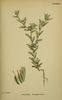 Filago lutescens ssp lutescens.jpg