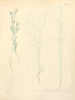 Filago neglecta - 001x.jpg