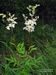 Filipendula-ulmaria Schoenfelder-1 BIB.jpg