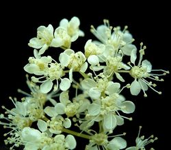 Echtes Mädesüß: Blüte – Frank Vincentz, CC BY-SA 3.0